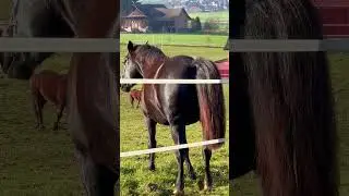 Horse 🐎 #shorts #shortsyoutube #youtubeshorts #short #horse #shortsvideo #switzerland #youtube