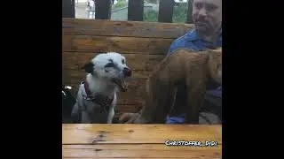 What does the fox say? Pet fox Cristoffer