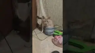 Кот в ведре.