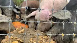 Today’s episode of pigs vs. pumpkin