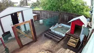 ibc tote duck pond for free