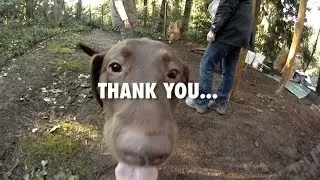 Fences For Fido: 