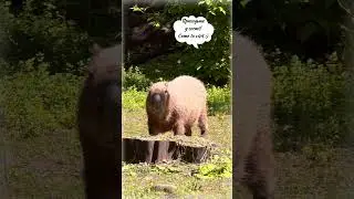Врятована капібара / Rescued capybara #shorts