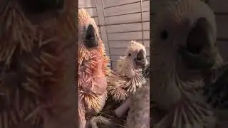 Parrot Talking - Smart And Funny Parrots Video | EP735