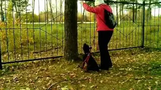 Собака хочет на дуб залезть