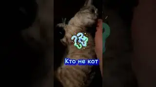 Это кот. #shortsvideo #cat #funny #юмор
