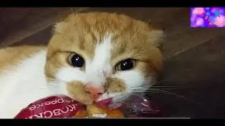 Приколы с котами - смешные коты и собаки - смешные коты 2018 - прикольные коты