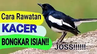 Cara Rawatan Kacer agar Bongkar Isian Gacor