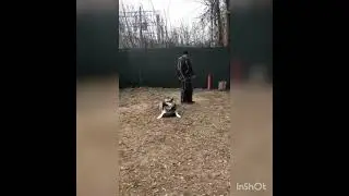 Веолар Сократ 🐶