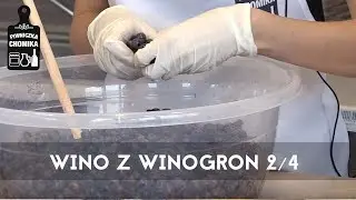 Jak zrobić...? #51 🍇 Wino z winogron - 2/4 - Przygotowanie nastawu | Piwniczka Chomika