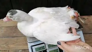 Взвешивание белых индоутят в 3 месяца. Испорченное перо и отставание в росте.