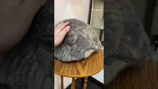 Древняя ракушка 