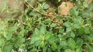 EKYOGO KYE MIKISA KOZESA BINO - KOJJA ALLAN OMUMANYI NE SSENGA