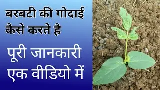 बरबटी की गोदाई कैसे की जाती है और उसकी खेती भी कैसे की जाती है पूरी जानकारी देखे