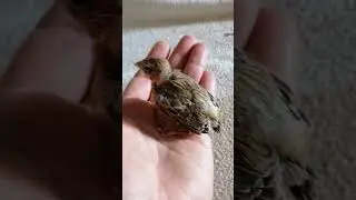 Эксперимент - Птичка из яичка
