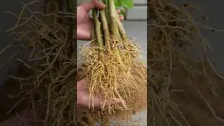 🌿New method of propagate Lemon tree from cuttings using papaya pulp 