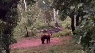 Охота на кабана с приключениями