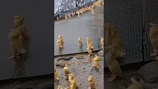 УТКИ поклоняются дождю😳