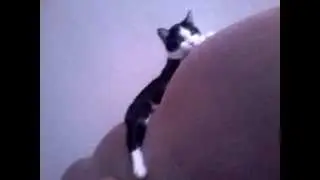 тишок