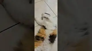 cici pura-pura tidur 