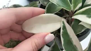 Комнатные цветы. Зацвели фикусы и хойи. Мой новичок.