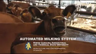 #NCAT Automated Milking System (DeLaval VMS™ V300)