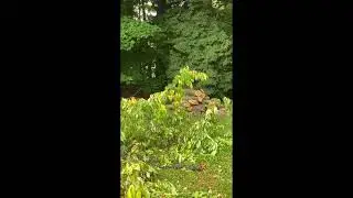(OSRS) Maxing IRL - Achieving 99 Woodcutting