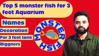 Monster fish for 3 feet tank How to choose the best monster fish for your tank #monsterfish 
