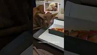 Chanel and Sushi 😺🍣 