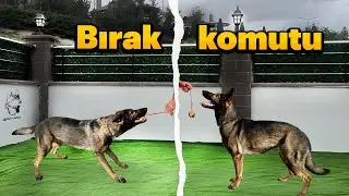 KÖPEKLERDE BIRAK KOMUTU NASIL ÖĞRETİLİR?🐶