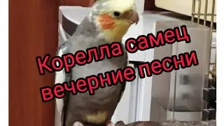 ПОПУГАЙ КОРЕЛЛА АРЧИ ПОЕТ И ГОВОРИТ, ЭТО ЧУДО