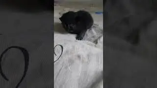 первый открыл глазки #cat #shorts
