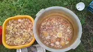 🍄ГРИБЫ АТАКУЮТ 😱🤪🤗. Подмосковье 🌳🏡🌲.