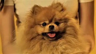 Spitz