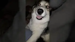 What it's like OWNING a PACK of DOGS while sick.