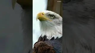 eagle bald eagle bird birds of prey #wildlife #shorts #birds
