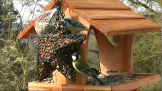 birds at the feeder in winter Tits, Hawfinch Greenfinch eurasian Siskin