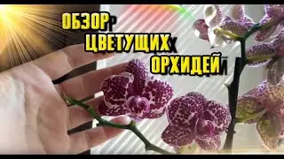 ОРХИДЕИ ЦВЕТУТ, ОБЗОР ОРХИДЕЙ НА 29 АПРЕЛЯ 2022Г | ОРХИДЕЯ 167 |
