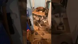 Лиса и злая собака 