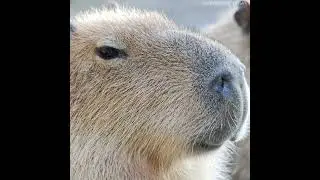 capybara song
