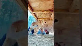 Lion Cub Attack LOL