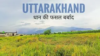 Heavy Rain in Uttarakhand धान की फसले खराब 😭 || Uttarakhand