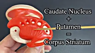 Anatomy of brain: basal ganglia (English)