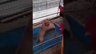 Незаконные собачьи бои организовали петухи
