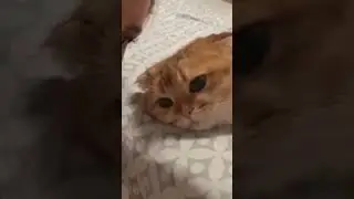 Эх, мне бы твои проблемы 🤦🏻‍♂️😉😜 #shorts #tiktok #reels