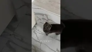 Утренние разговоры с Бароном 😸 #котбарон