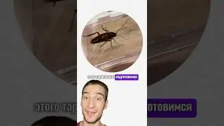 Огромный таракан😱 #животные #егэ #факты #огэ #биология #школа