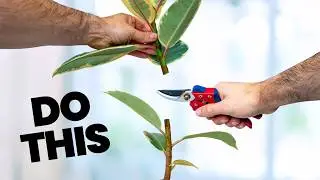 15 Plant Tasks You MUST Do In January