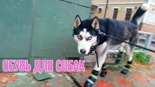 Обувь для Хаски. Как мы вычесываем шерсть (Линька)