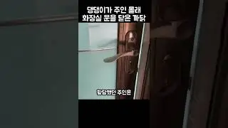 "너 뭐하니?.." 댕댕이가 주인 몰래 화장실 문을 닫은 이유